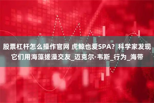 股票杠杆怎么操作官网 虎鲸也爱SPA？科学家发现它们用海藻搓澡交友_迈克尔·韦斯_行为_海带